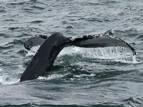 humpback whale fluke