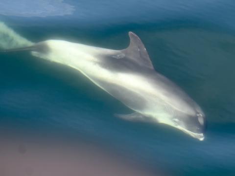 white-beaked dolphin