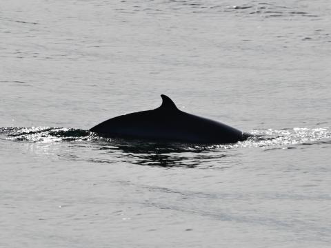 minke whale