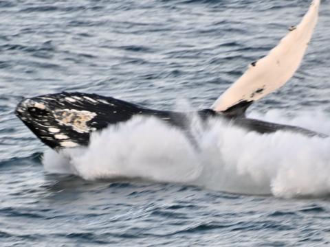 humpback whale breaching