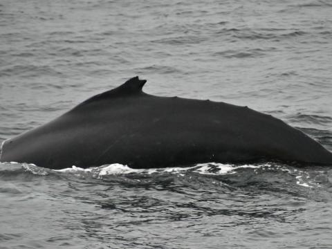 humpback whale dorsal fin