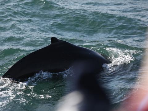 humpback whale dorsal fin