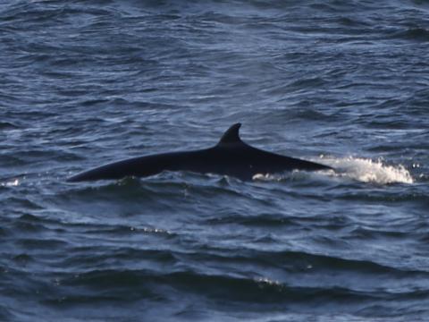 minke whale