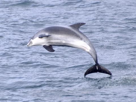 white-beaked dolphin
