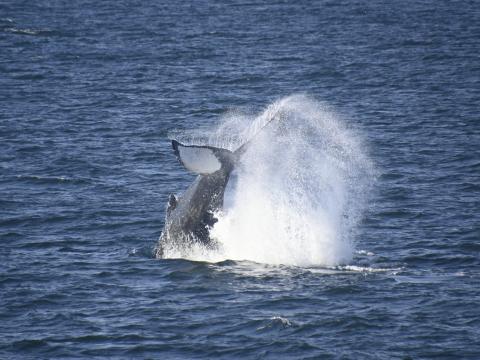 humpback whale peduncle throw