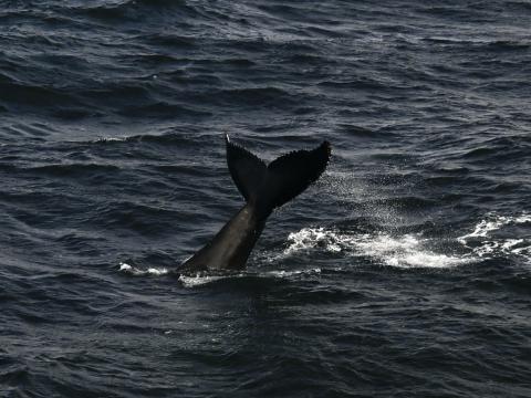 humpback whale fluke