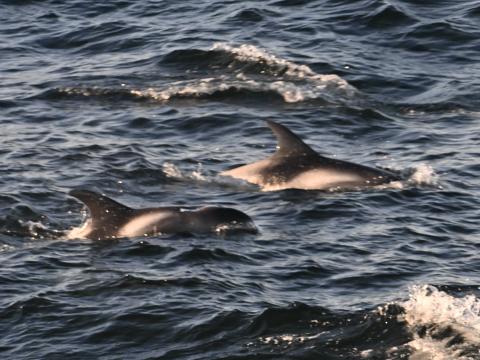 white-beaked dolphins