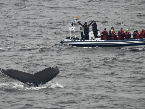 humpback whale dives in front of RIB boat