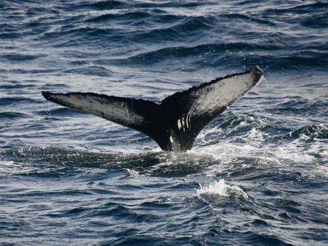 humpback whale fluke