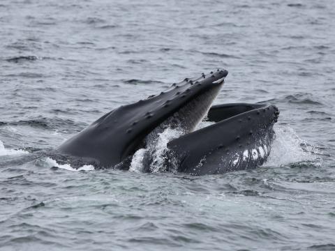 lunge feeding humpback whale