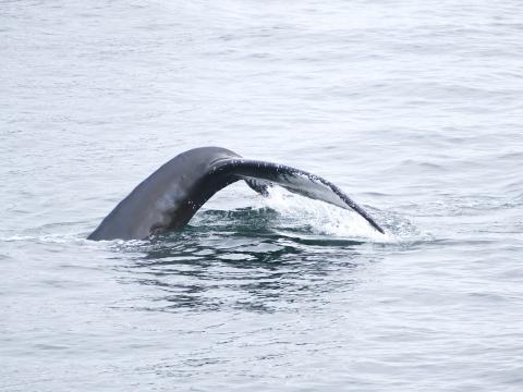 humpback whale fluke
