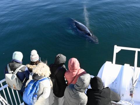 humpback whale wit passengers on board a whale watching boat