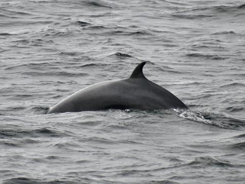 minke whale