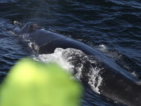 humpback whale