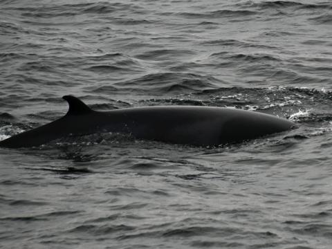 minke whale