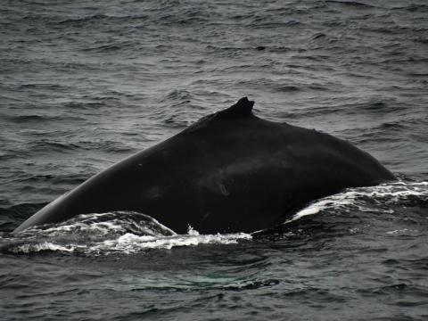 humpback whale