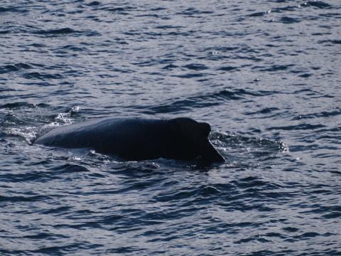 humpback whale