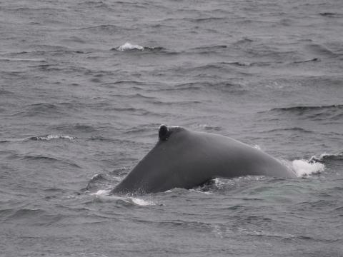 humpback whale