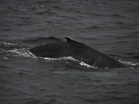humpback whale