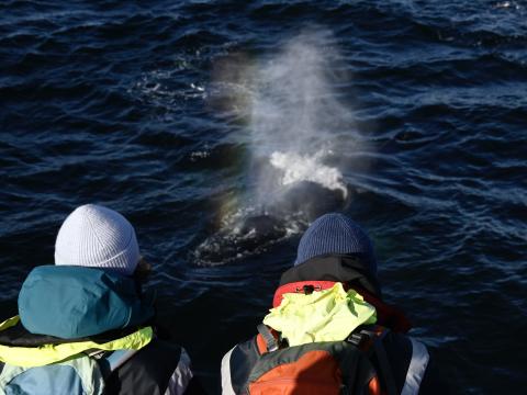 humpback whale and passengers