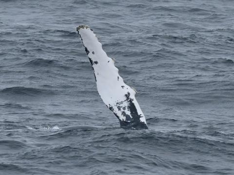 humpback whale pectoral fin