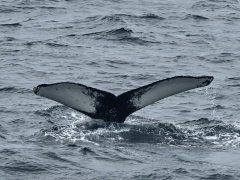 humpback whale fluke