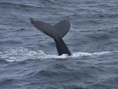 fluke whale
