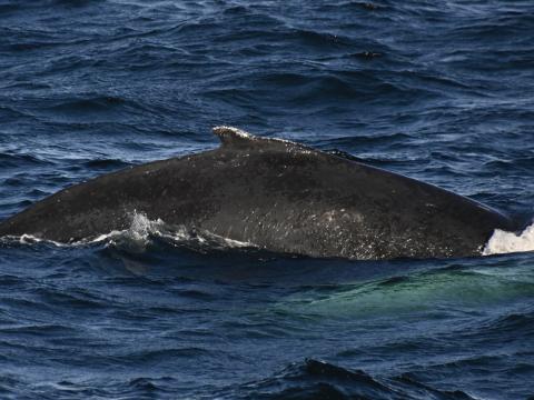 humpback whale dorsal fin