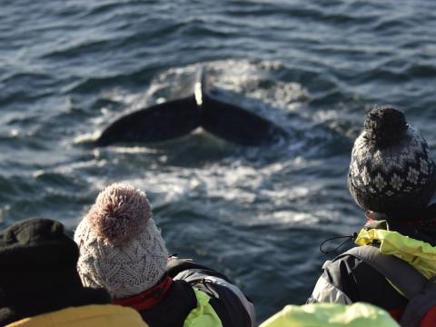 humpback whale and passengers