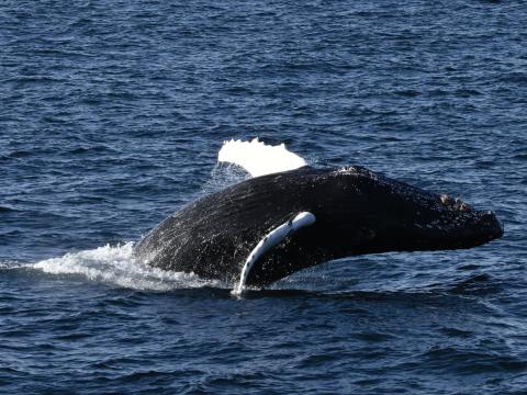 breaching humpback whale