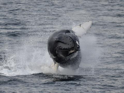 breaching humpback whale