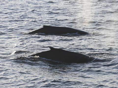 humpback whales