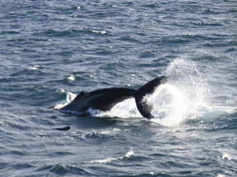 humpback whale peduncle throwing