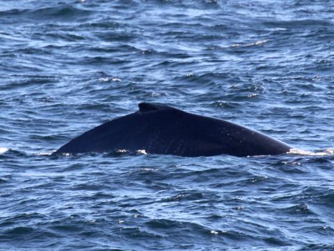 humpback whale