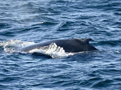 humpback whale