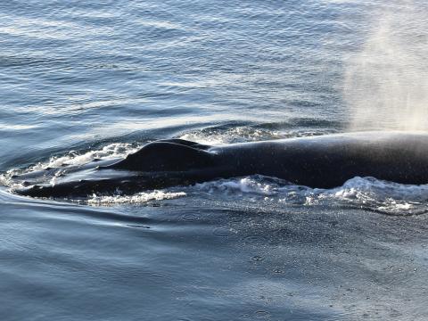 humpback whale