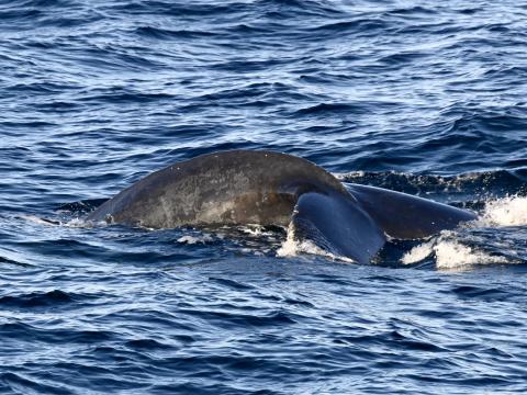 humpback whale
