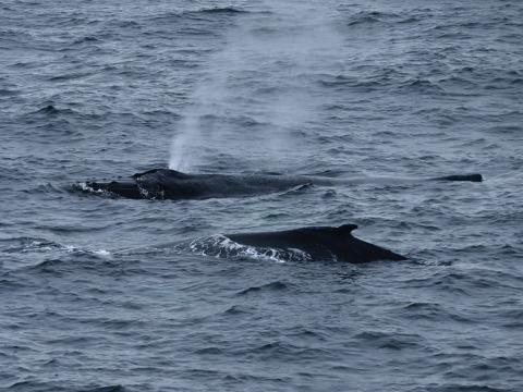 humpback whales