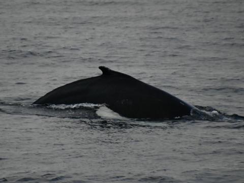 humpback whale