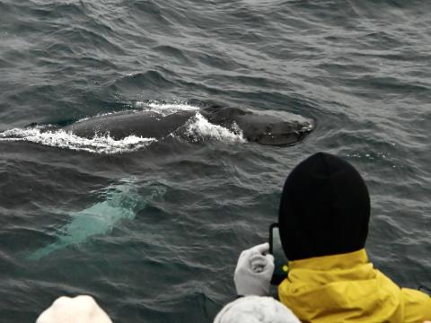humpback whale and passengers
