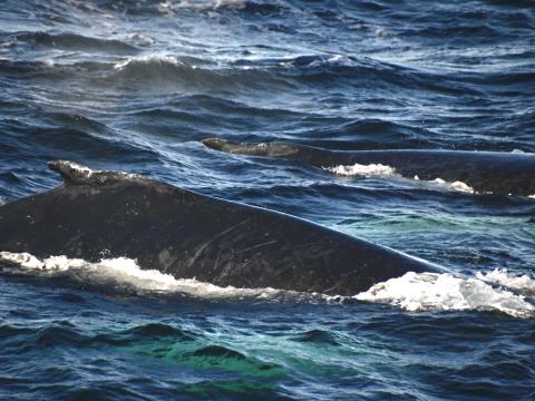 humpback whale
