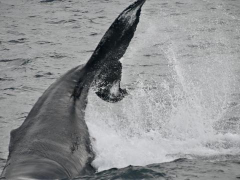 humpback whale fluke