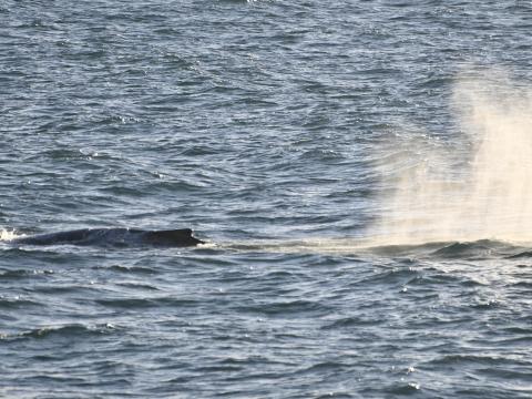 humpback whale