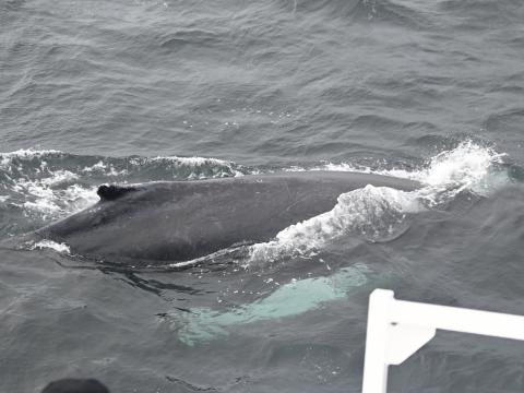 humpback whale