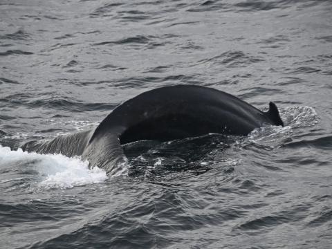 humpback whale