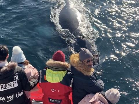 humpback whale and passengers