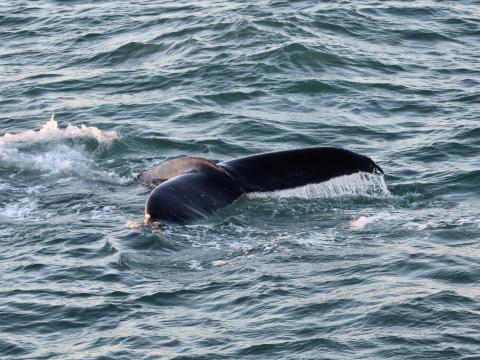 humpback whale fluke