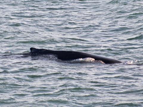 humpback whale