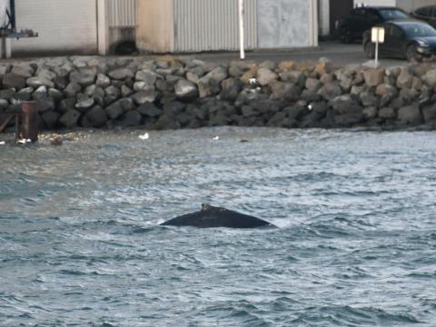 humpback whale near land