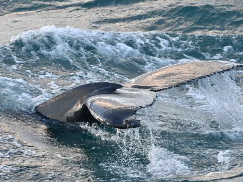 humpback whale fluke